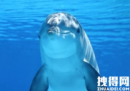 温州海域现200多条海豚嬉戏 人们赶紧录下了这种罕见的场面