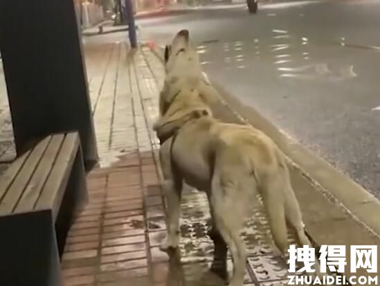 流浪狗仰头喝雨水过路男子带回养 究竟是怎么回事？