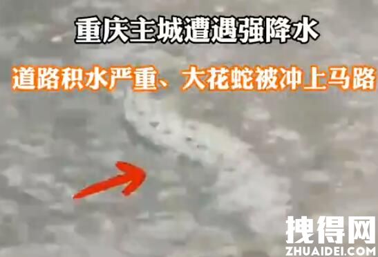 直击重庆暴雨袭城:大蛇被冲到马路 究竟是怎么回事？