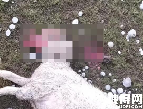 青海天峻冰雹已致25人伤135只羊死 内幕曝光简直太意外了