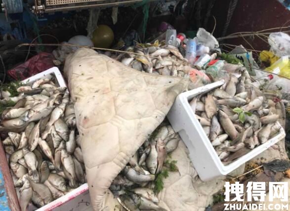 放生成杀生 上海苏州河频现死鱼 背后真相实在让人惊愕