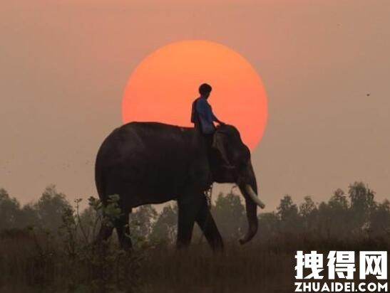 泰国一大象被迫工作杀死主人 究竟是怎么回事？
