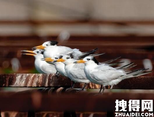 近百只极危鸟类停留胶州湾 究竟是怎么回事？