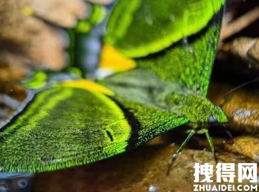 中国首次育出蝶中皇后雌蝶 究竟是什么样的？