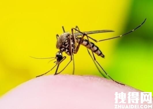 辽宁捕获4只金色蚊子 究竟是怎么回事？