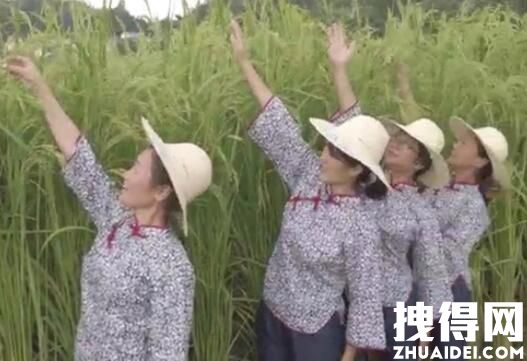 长沙种出2米2高巨型稻致敬袁隆平 长沙隆平稻巨型稻就要成熟了