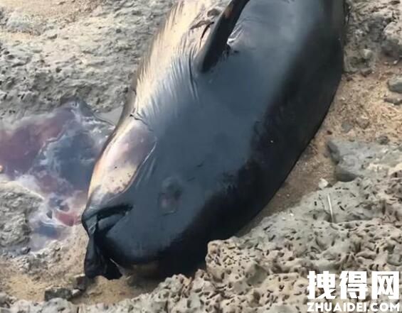 驴友在鄱阳湖湖滩发现江豚尸体 背后真相实在让人惊愕
