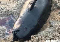 驴友在鄱阳湖湖滩发现江豚尸体 内幕曝光简直太意外了
