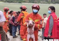 泸定地震“猪坚强”:被救时正游泳 究竟是怎么回事？