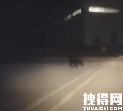 黑龙江一地发现黑熊在街道上奔跑 究竟是跑究怎么回事？