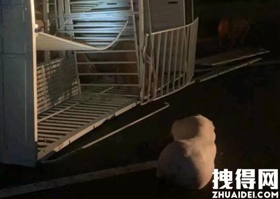 惠州40多头猪大闹高速 究竟是怎么回事？