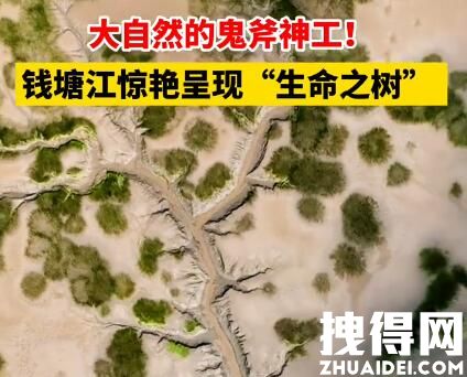钱塘江大潮退去现“大地之树”景观 究竟是什么样的？