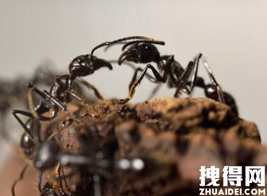 研究估算:全球蚂蚁总数约2亿亿只 为什么有这么多？
