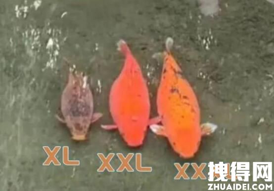 趵突泉3只胖锦鲤组团出游 究竟是趵突什么样的？