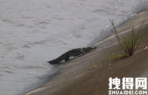 上海黄浦江畔的鱼抓鳄鱼抓到了 究竟是怎么回事？
