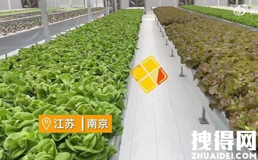 女子建植物工厂让菠菜一年长22茬 究竟是菜年长茬怎么回事？