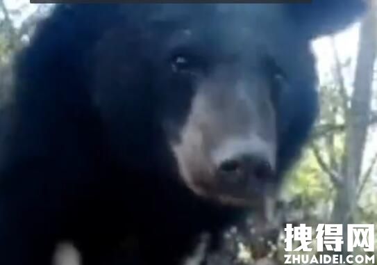 重庆拍到黑熊一家三口林中漫步 对树上的家口<strong></strong>摄像仪十分好奇