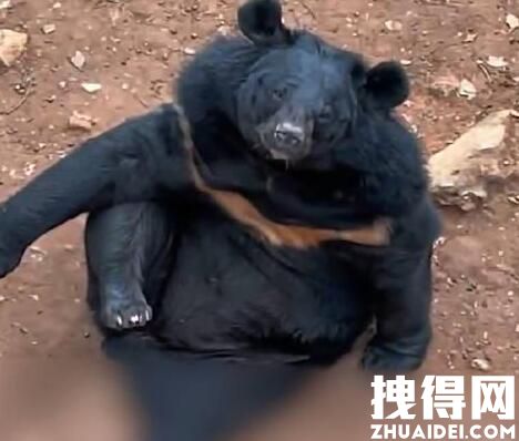 动物园三头黑熊躺平跷二郎腿 究竟是跷郎怎么回事？