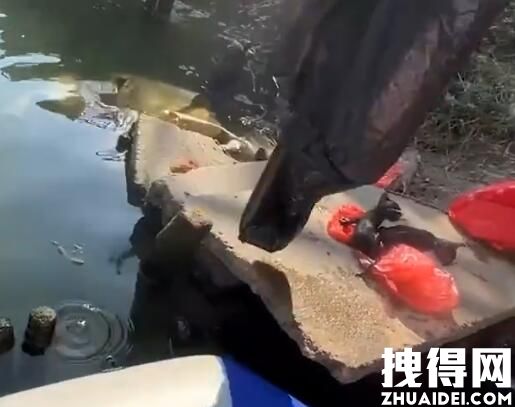 男子钓鱼救下被裹塑料袋扔河里的猫 究竟是怎么回事？