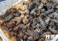 烟台海边出现大量泸沽虾 原因竟是这样简直太可怕了