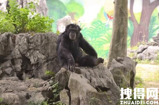 南宁动物园回应动物“不正经” 究竟是怎么回事？