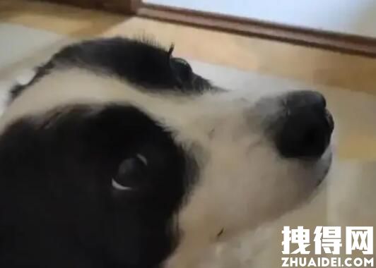 狗子偷溜进厨房狂炫41个生饺子 为什么被偷吃？