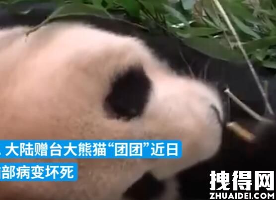 大陆赠台大熊猫状况不佳躺地进食 引起了我国很多网友的关注和担忧