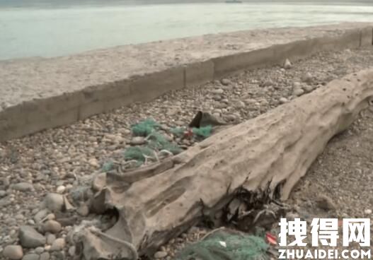 重庆嘉陵江现巨大阴沉木 有盗割痕迹 背后真相实在让人惊愕