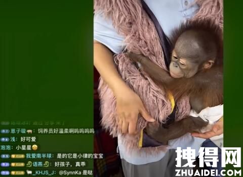 南京一动物园直播筹款:揭不开锅了 为什么这么惨？