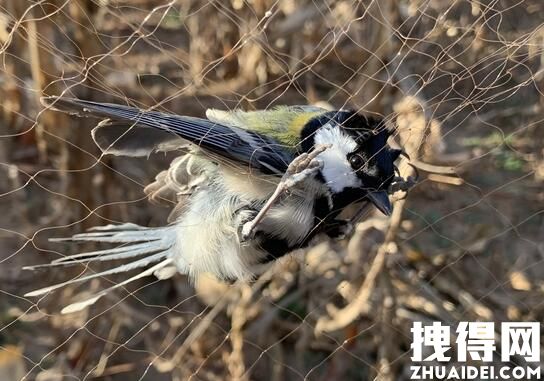 男子捕鸟近千只称用来涮火锅 讲述了自己捕鸟的己捕方法太粗暴
