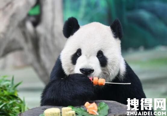 台北动物园谈团团遗体处置 究竟是怎么回事？