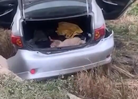 2人毒杀狗被发现后驾车掉下路基 背后真相实在让人惊愕