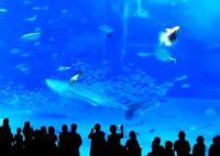 水族馆游客开闪光灯拍照 大鱼一头撞向玻璃墙喷血而死 现场曝光内幕太意外了