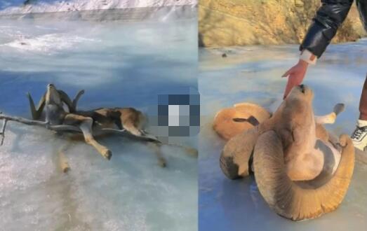 女子新疆自驾游,发现一只羊冻僵冰中心疼抚摸,网友急喊:不要碰