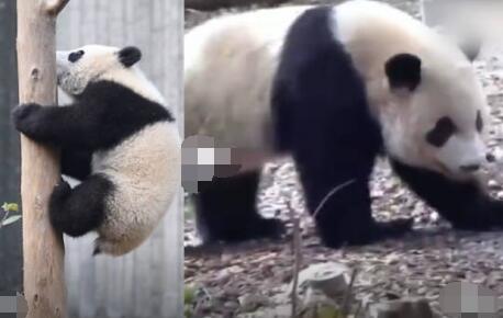 游客回忆最后一次见到宝新 大熊猫宝新因急性重症胰腺炎离世