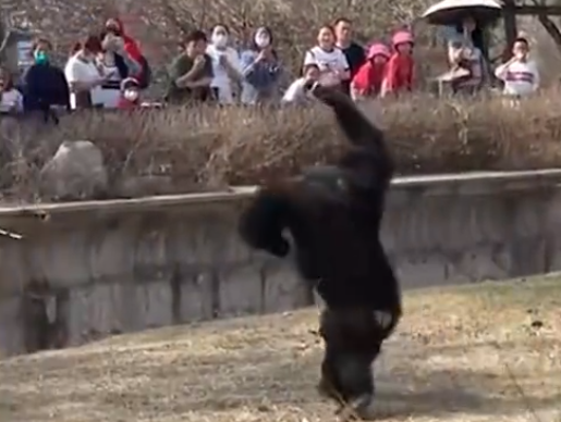 猩猩被游客扔瓶子砸头后扔回反击 背后真相实在让人惊愕