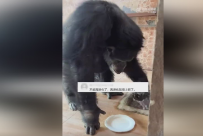 黑猩猩吃完饭主动到水池里洗盘子 背后真相实在让人惊愕