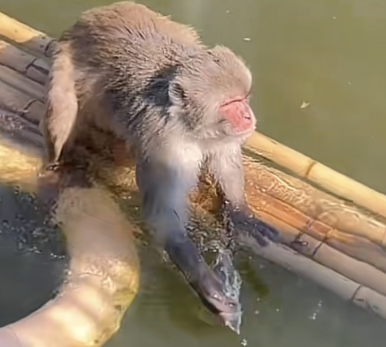 动物园回应网红猴被欺负困在水中 背后真相实在让人惊愕