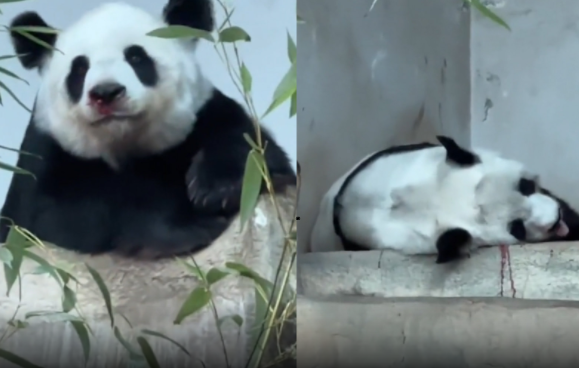 泰国保险公司将为熊猫赔付1500万泰铢 背后真相实在让人惊愕