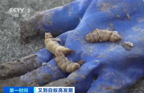 浙江一大坝挖出生长十几年白蚁后 背后真相实在让人惊愕