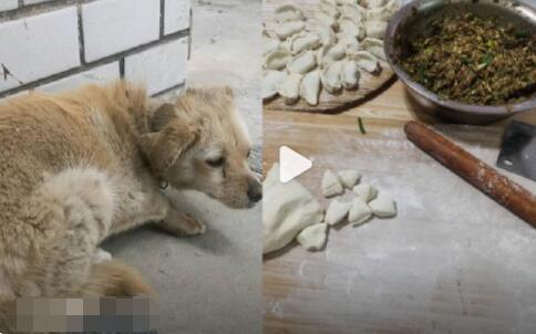 狗狗失踪7年后回家主人煮饺子庆团圆 背后真相实在让人惊愕
