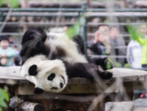 14年吃人那个大熊猫怎么样了2023最新消息
