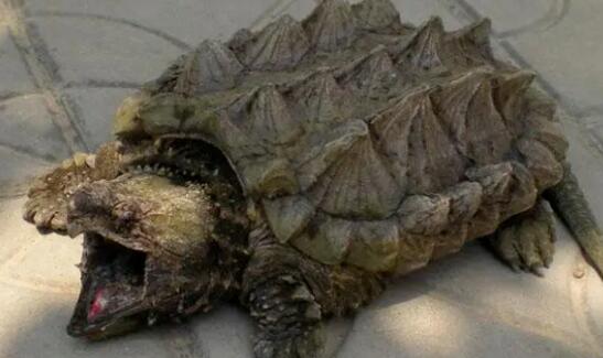 重庆发现巨型怪龟 背后真相实在让人惊愕