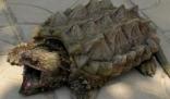 重庆发现巨型怪龟 内幕曝光简直太意外了