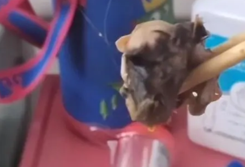 重庆一医院食堂盒饭中疑吃出老鼠头 背后真相实在让人惊愕