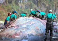 抹香鲸尸体中被发现9.5公斤龙涎香 内幕曝光简直太意外了
