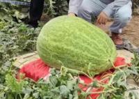 杭州种出78斤大西瓜破全省纪录 背后真相实在让人惊愕