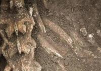 汉文帝霸陵殉葬坑发现大熊猫骨骼 罕见至极内幕太惊人