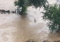 哈尔滨部分地区被淹:猪游泳自救 内幕曝光简直太意外了