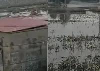 涿州大量庄稼仍泡在水中 内幕曝光简直太意外了